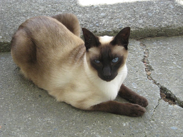 A siamese cat named San-yai
