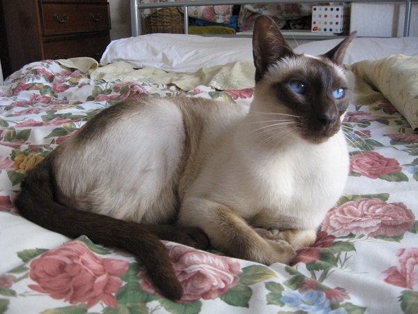 A siamese cat named Simba